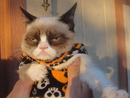 爆料猫咪丑照视频下载,这是哪位喵星人如此“自信”？  第3张